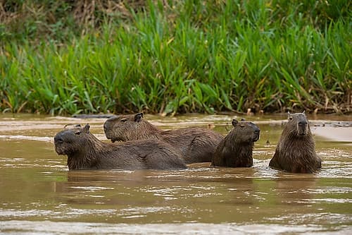 A group of Capybara-Hydrochoerus Hydrochoerus-wade in a river Mato Grosso Do Sul State-Brazil Animals Print